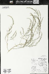 Asparagus officinalis image