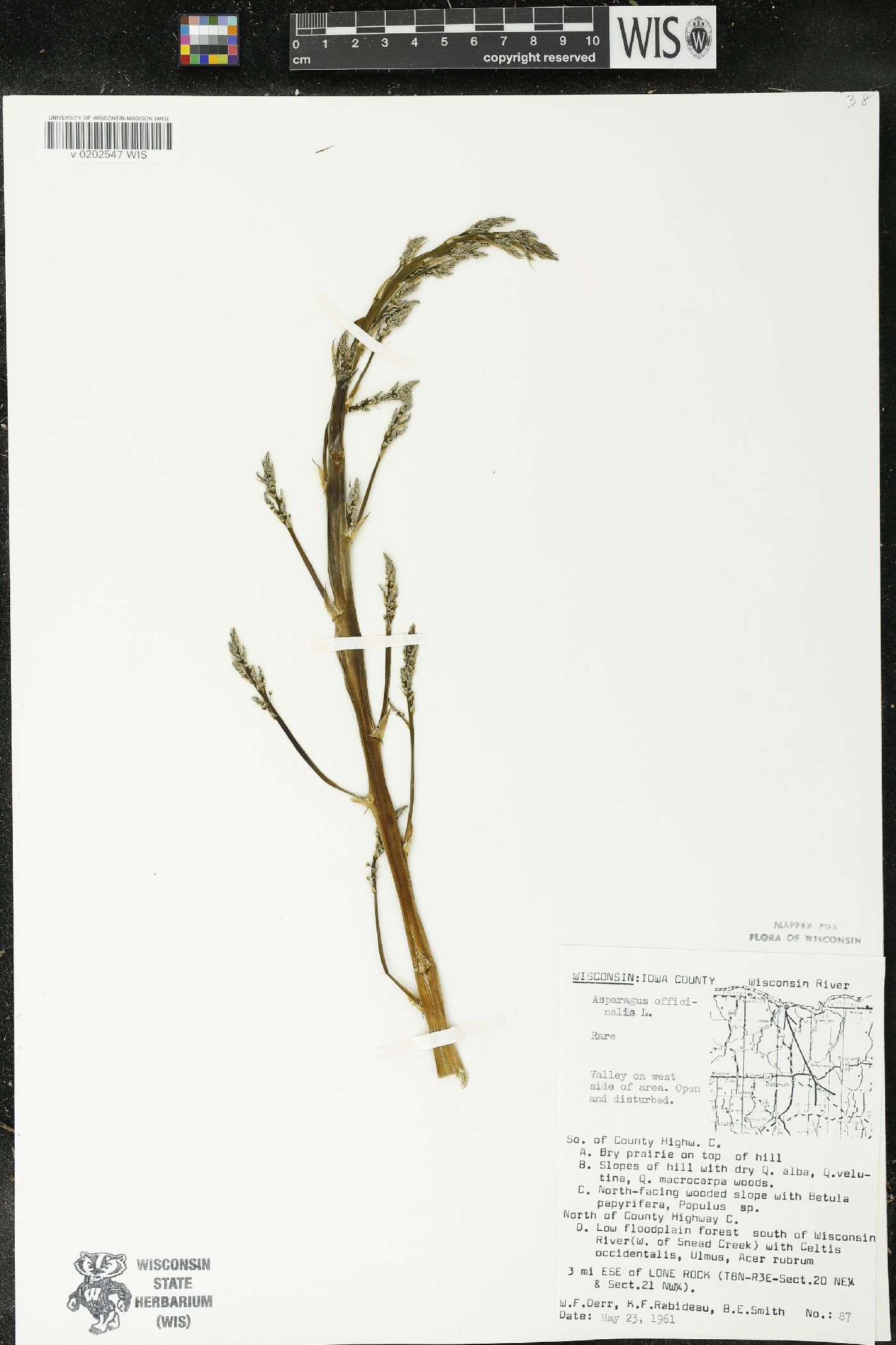 Asparagus officinalis image