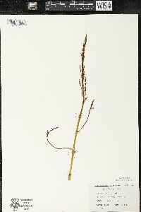 Asparagus officinalis image