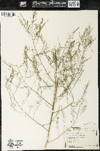 Asparagus officinalis image