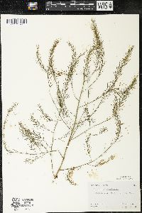 Asparagus officinalis image