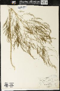 Asparagus officinalis image