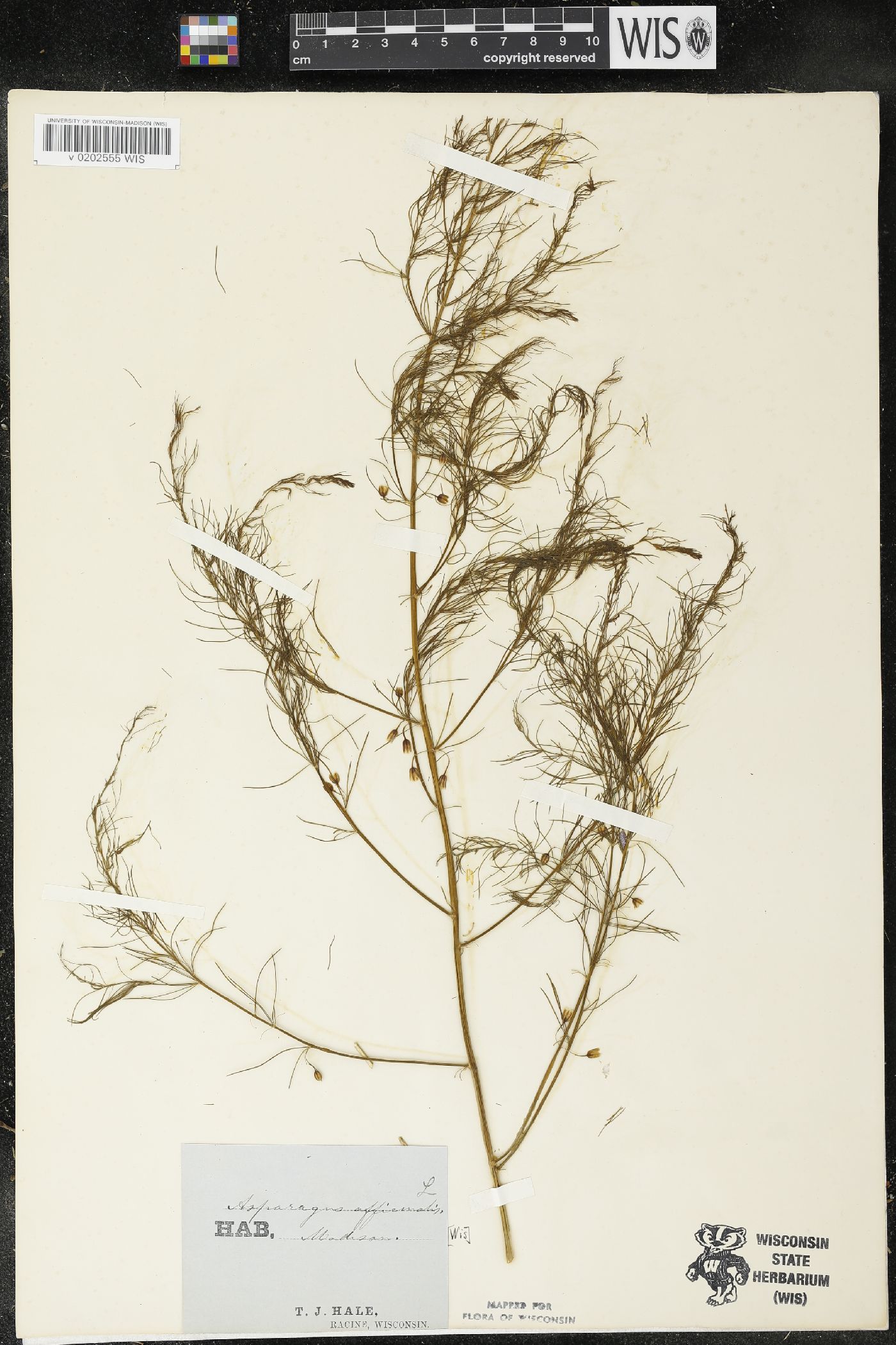 Asparagus officinalis image