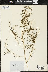 Asparagus officinalis image