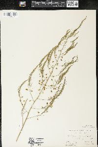 Asparagus officinalis image