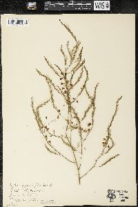 Asparagus officinalis image