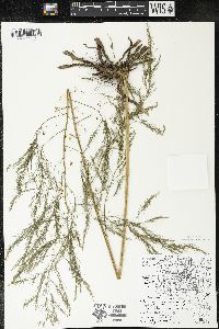 Asparagus officinalis image