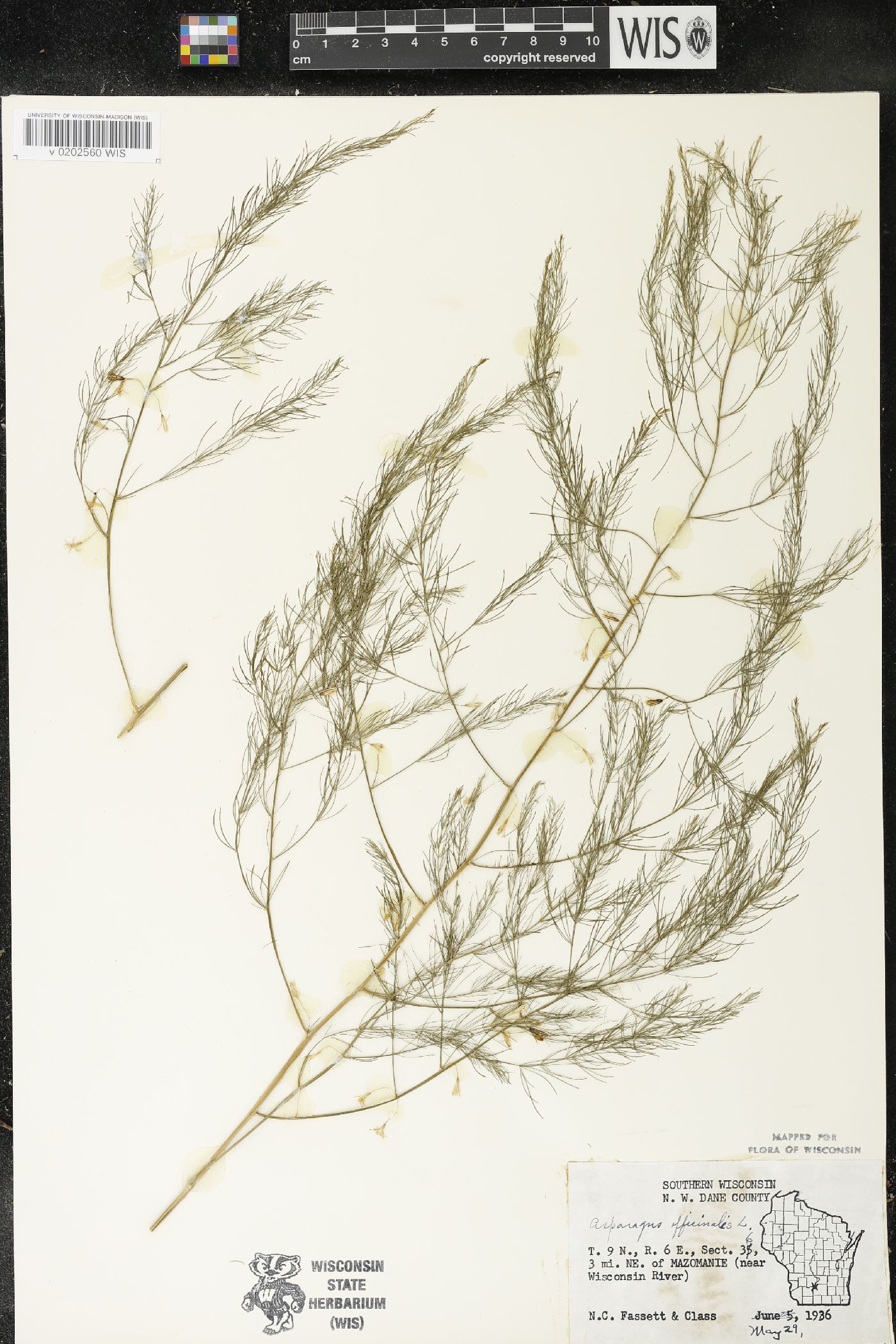 Asparagus officinalis image