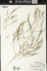 Asparagus officinalis image