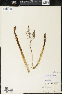 Asparagus officinalis image