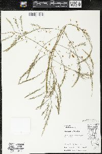 Asparagus officinalis image