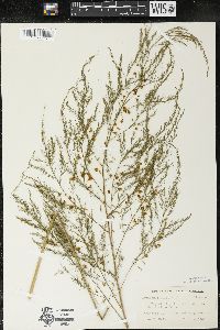 Asparagus officinalis image