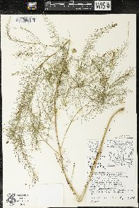 Asparagus officinalis image