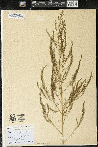 Asparagus officinalis image