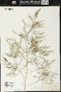 Asparagus officinalis image