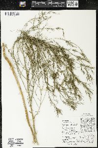 Asparagus officinalis image