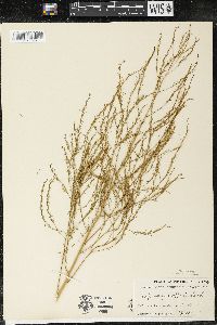 Asparagus officinalis image