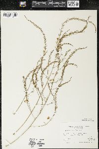 Asparagus officinalis image