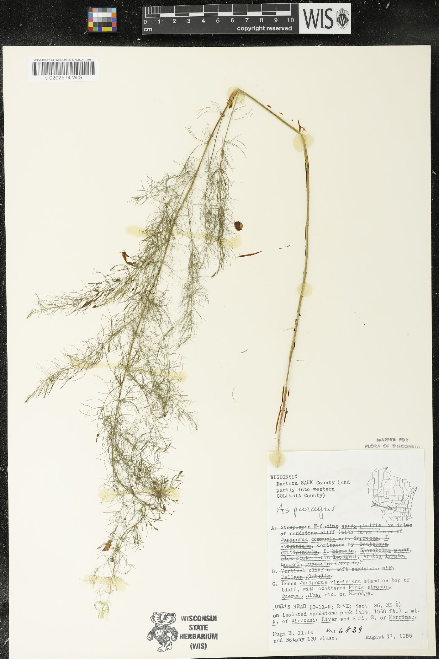 Asparagus officinalis image