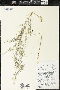 Asparagus officinalis image