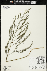 Asparagus officinalis image