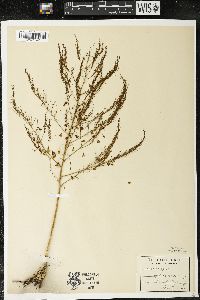 Asparagus officinalis image