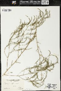 Asparagus officinalis image