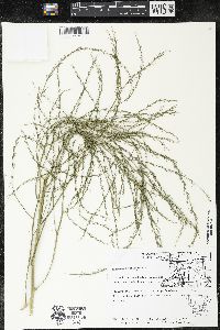 Asparagus officinalis image