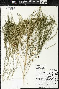 Asparagus officinalis image