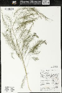 Asparagus officinalis image