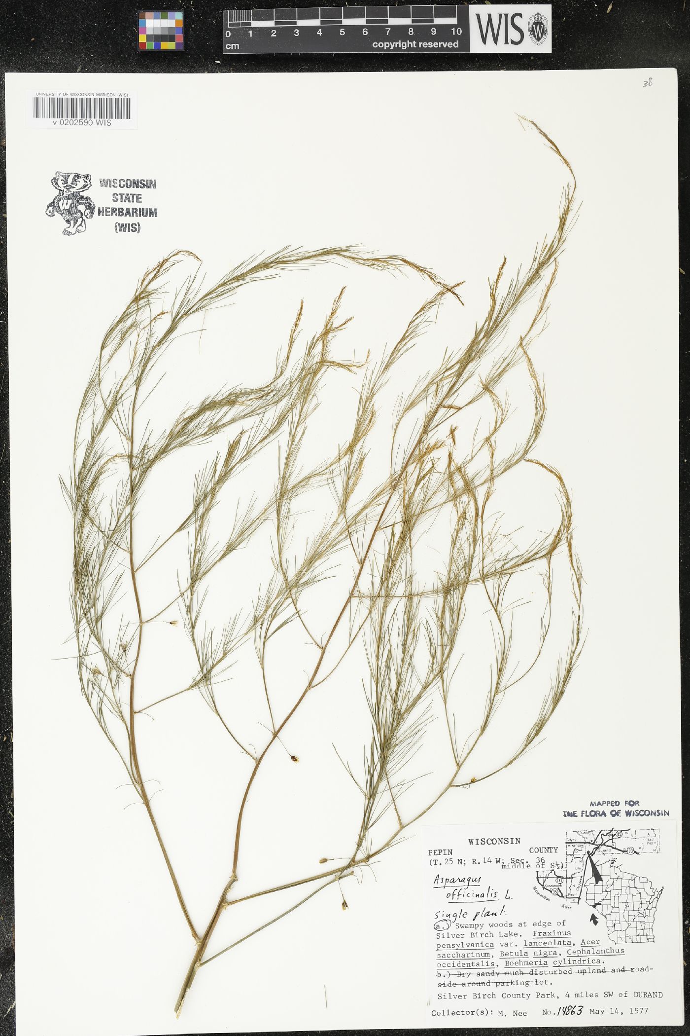 Asparagus officinalis image