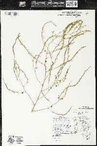 Asparagus officinalis image