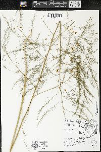 Asparagus officinalis image