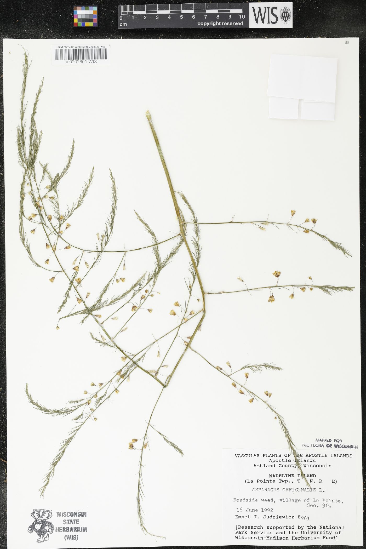 Asparagus officinalis image