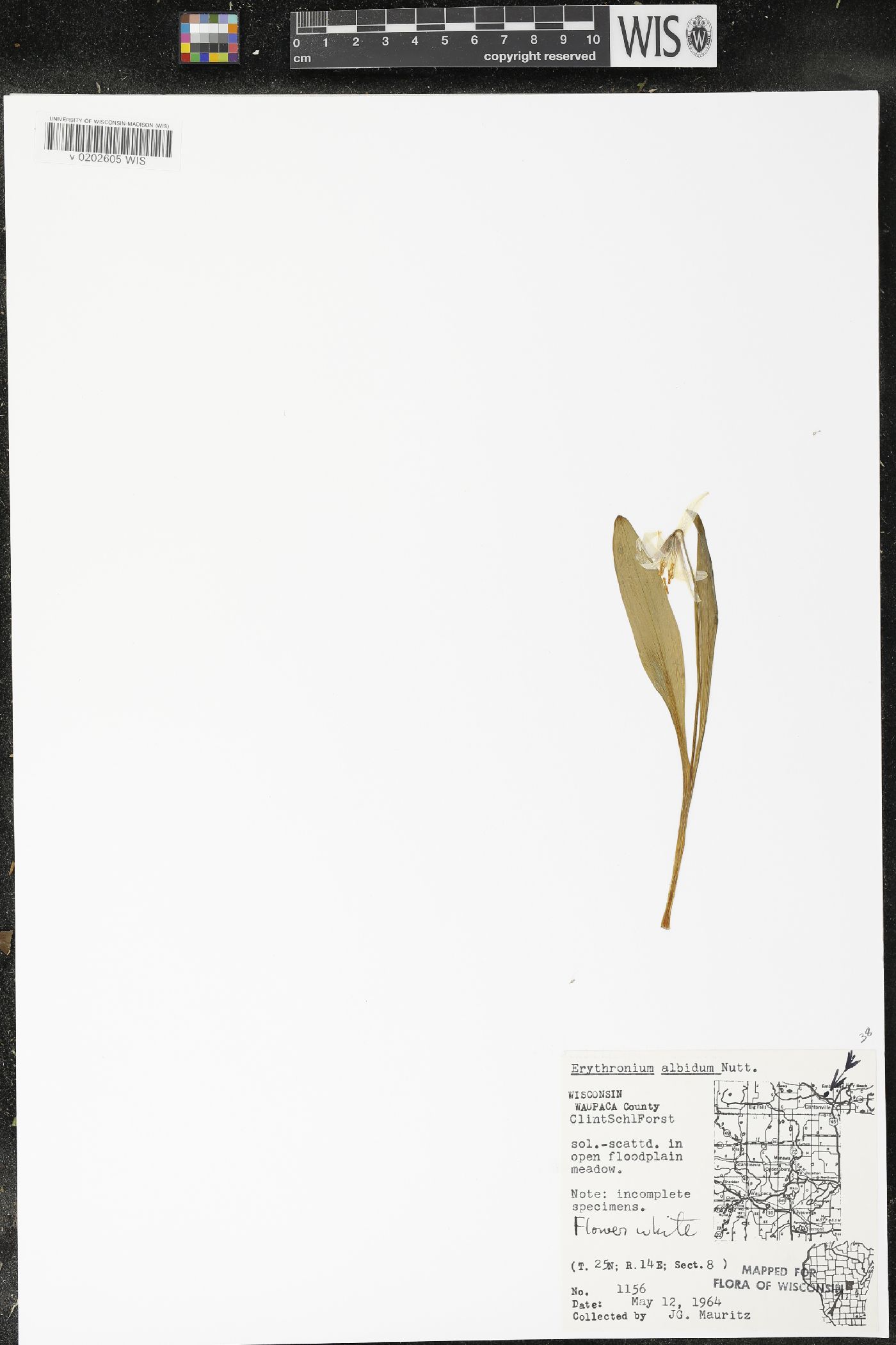 Erythronium albidum image