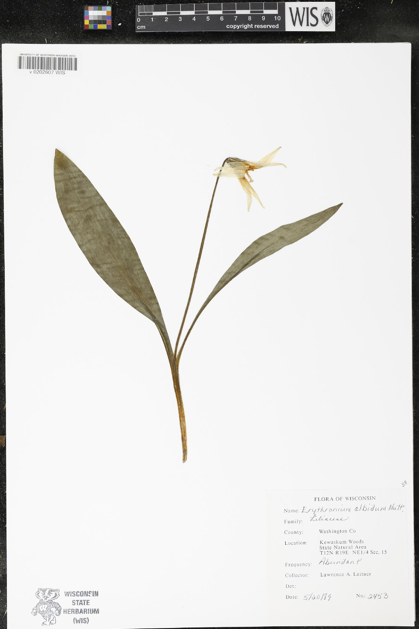 Erythronium albidum image