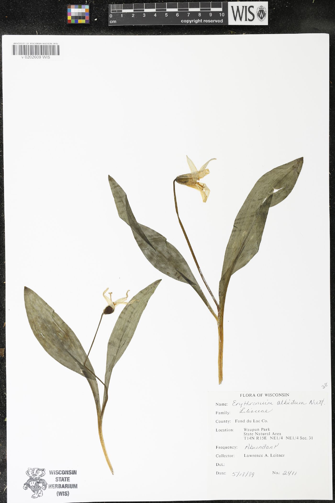 Erythronium albidum image