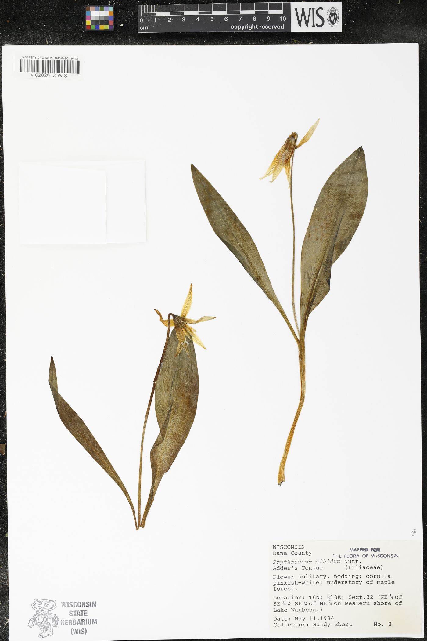 Erythronium albidum image