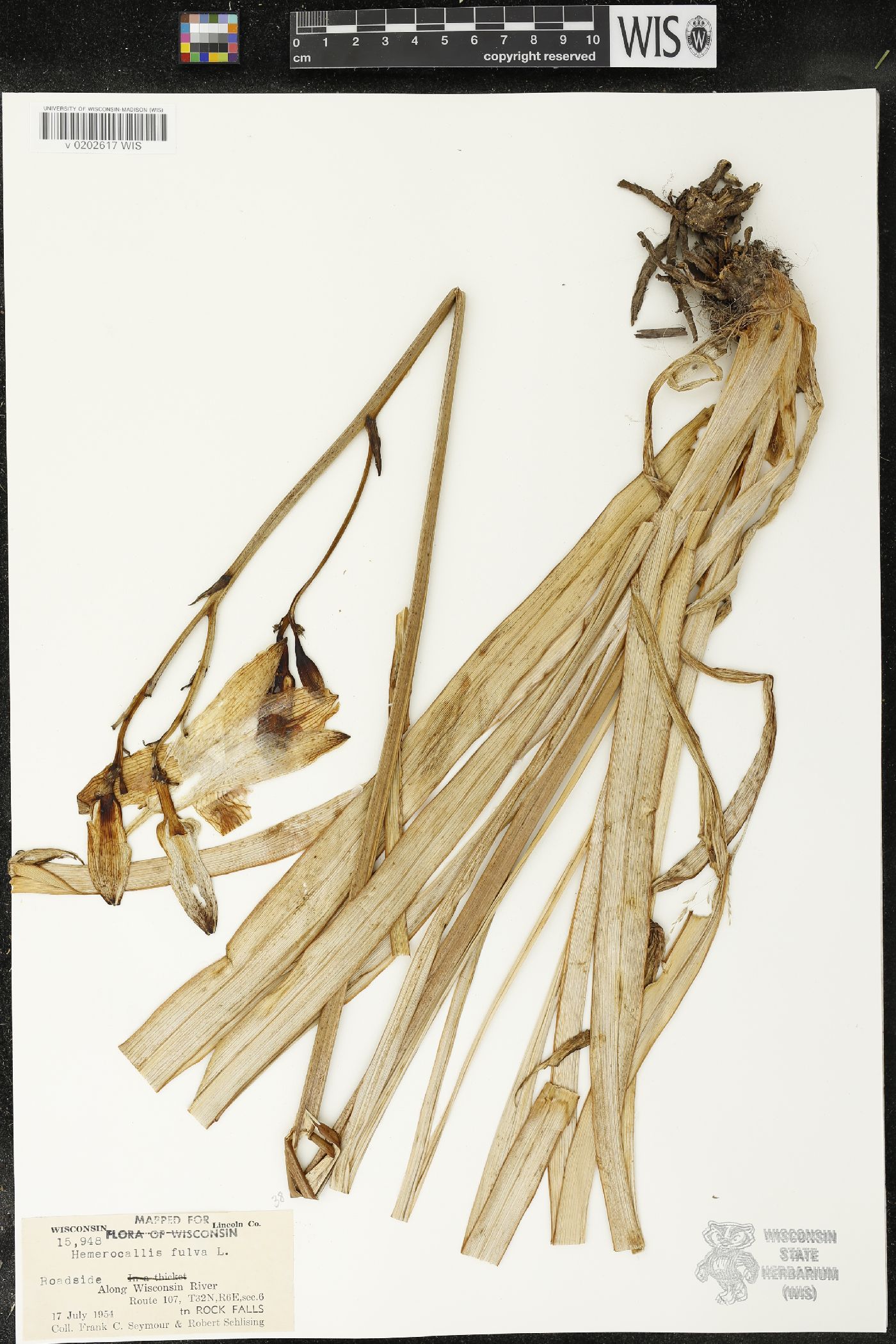 Hemerocallis fulva image