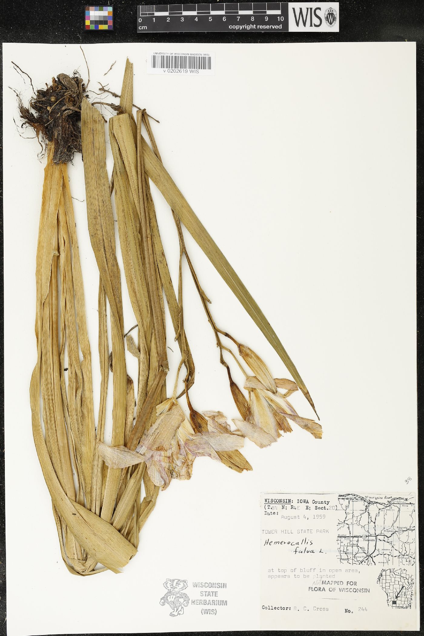 Hemerocallis fulva image