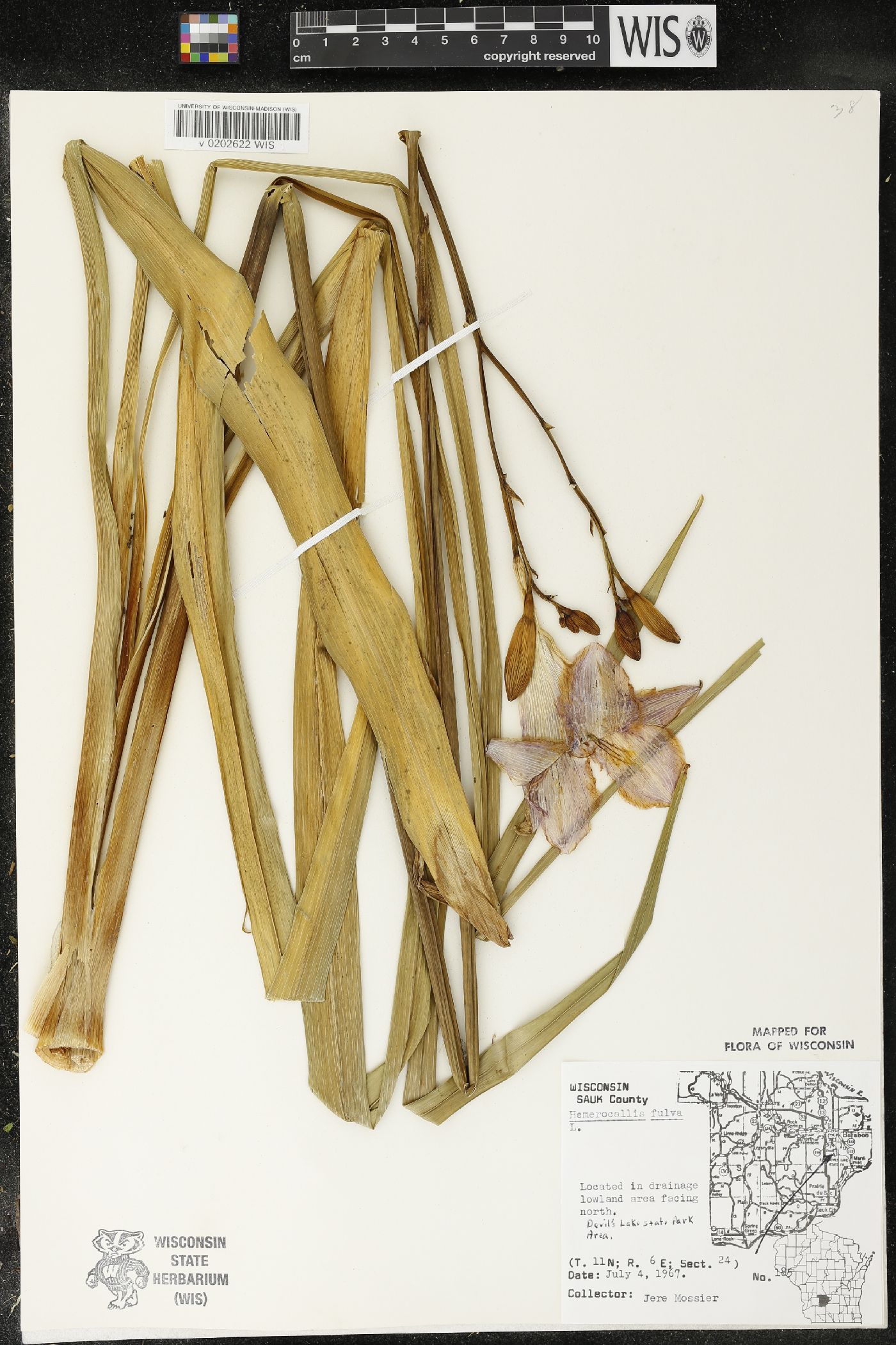 Hemerocallis fulva image