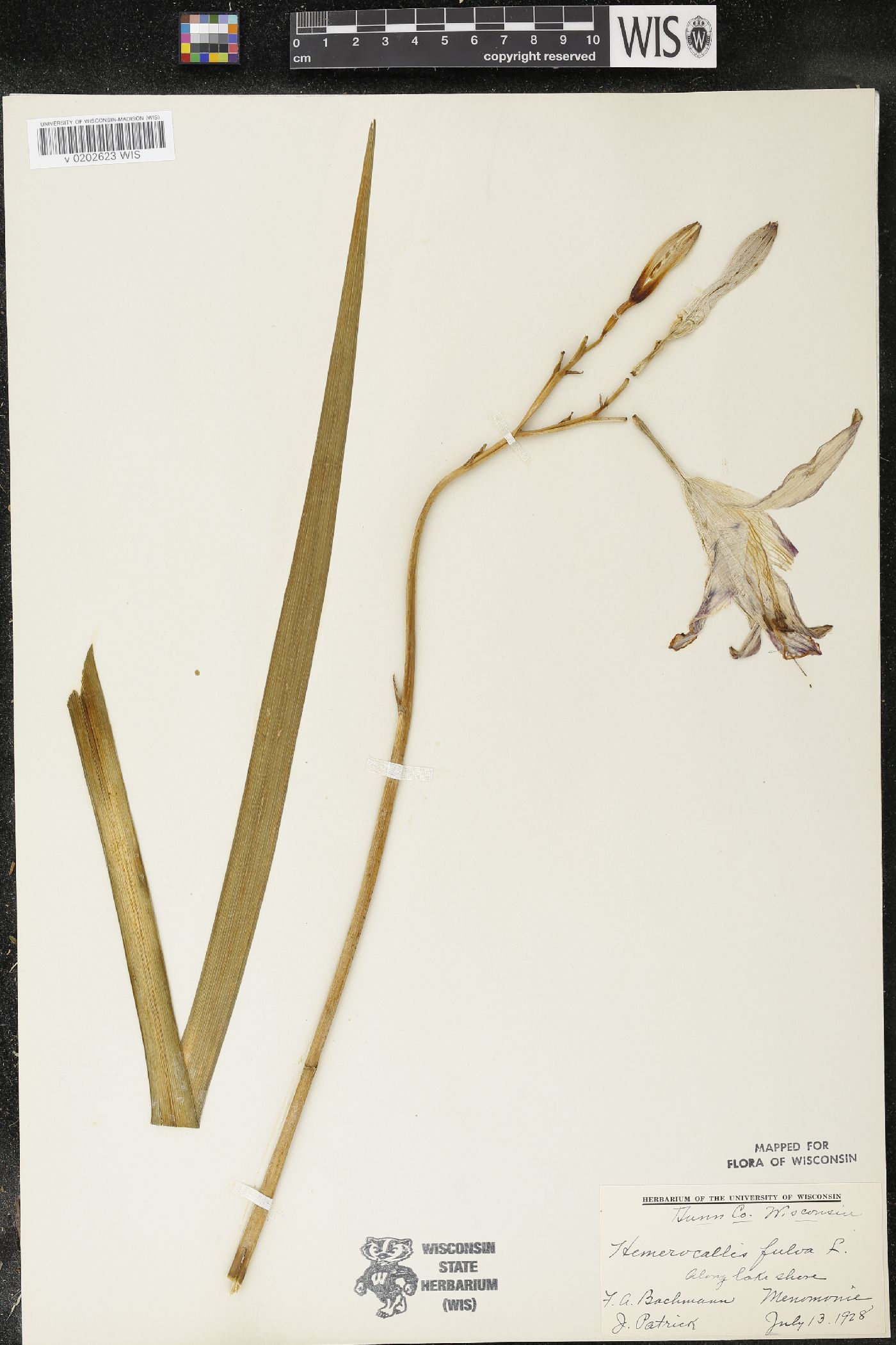 Hemerocallis fulva image