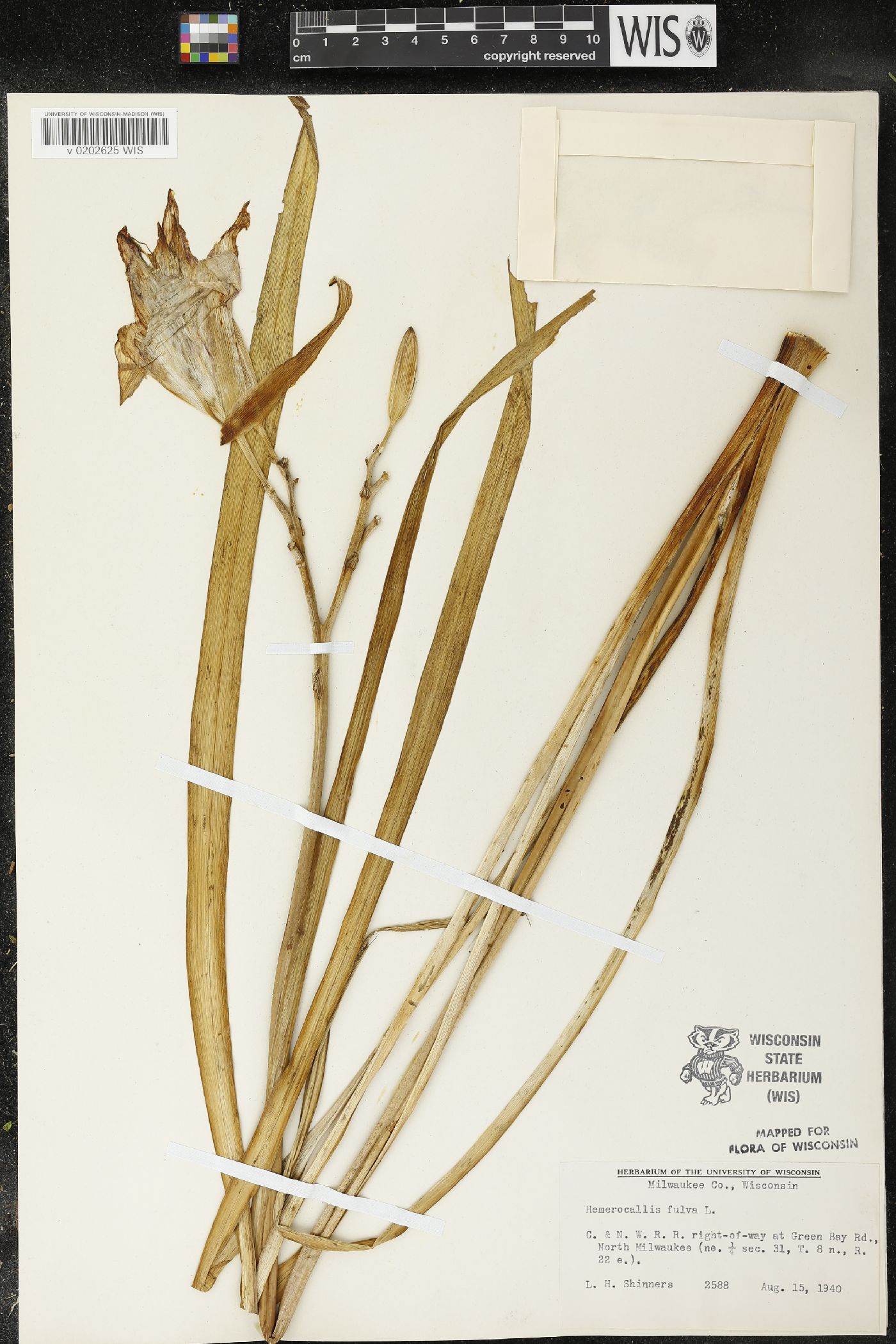 Hemerocallis fulva image