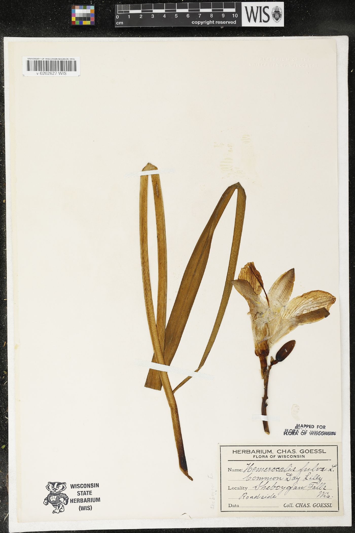 Hemerocallis fulva image