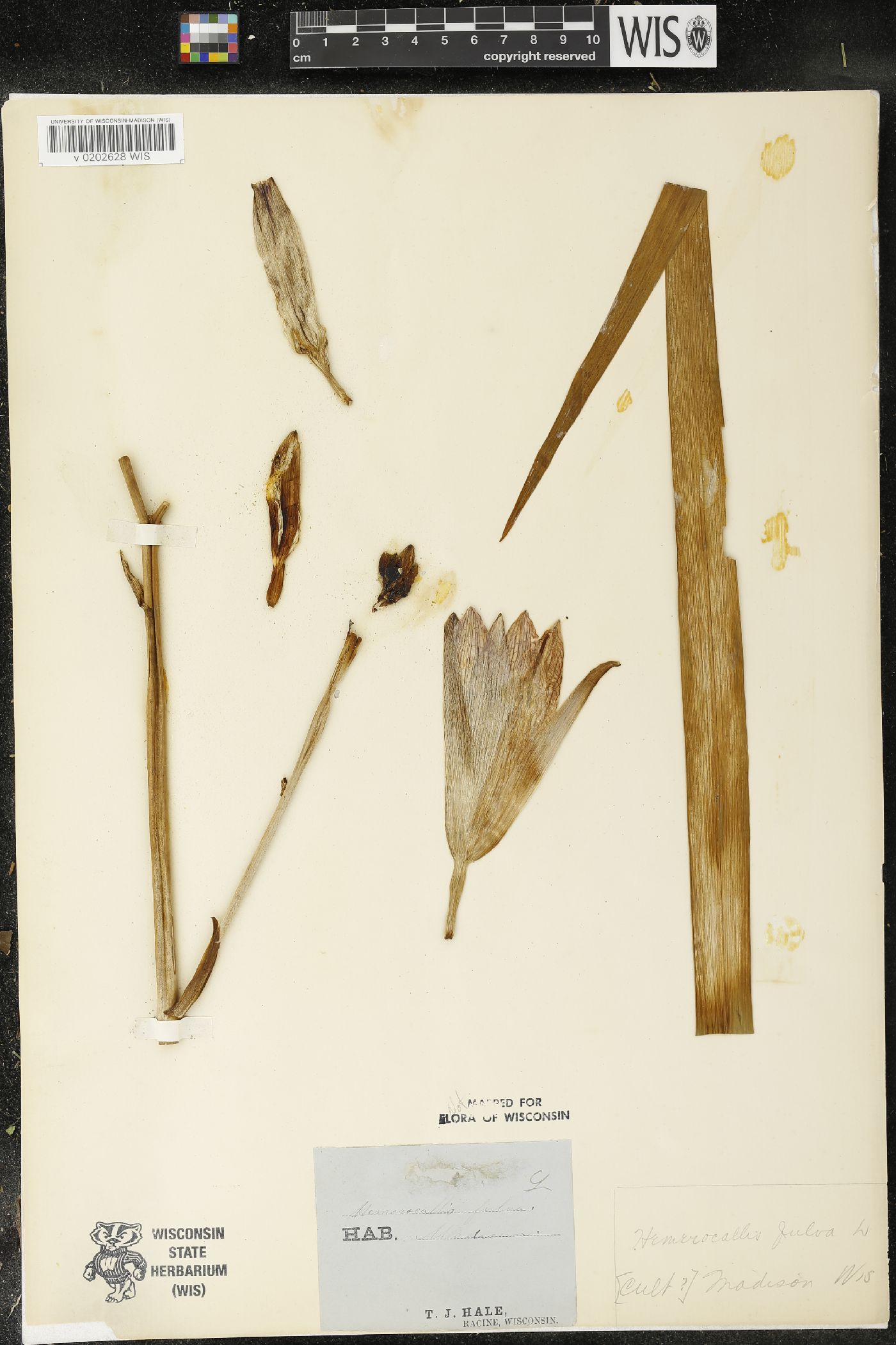 Hemerocallis fulva image