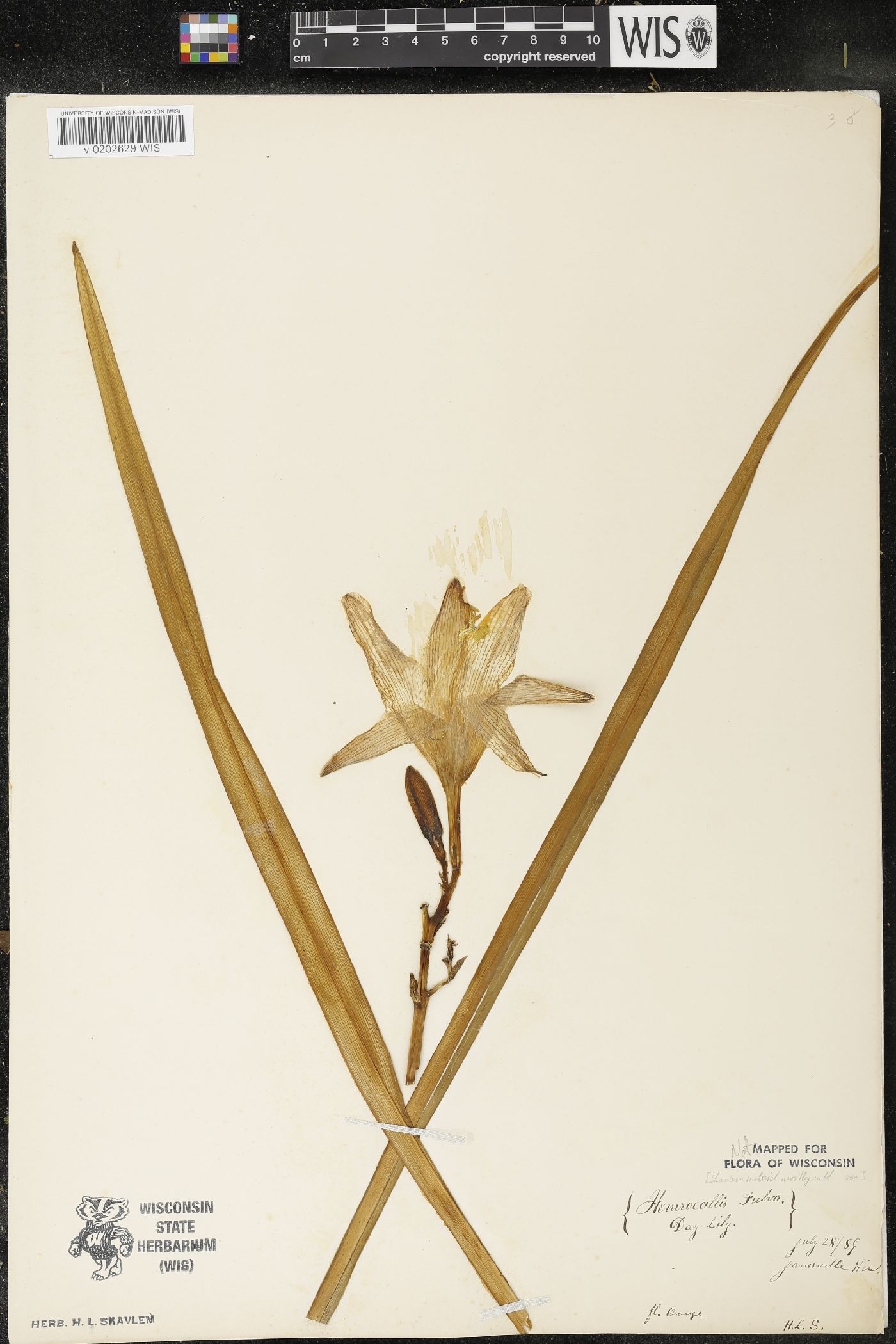 Hemerocallis fulva image