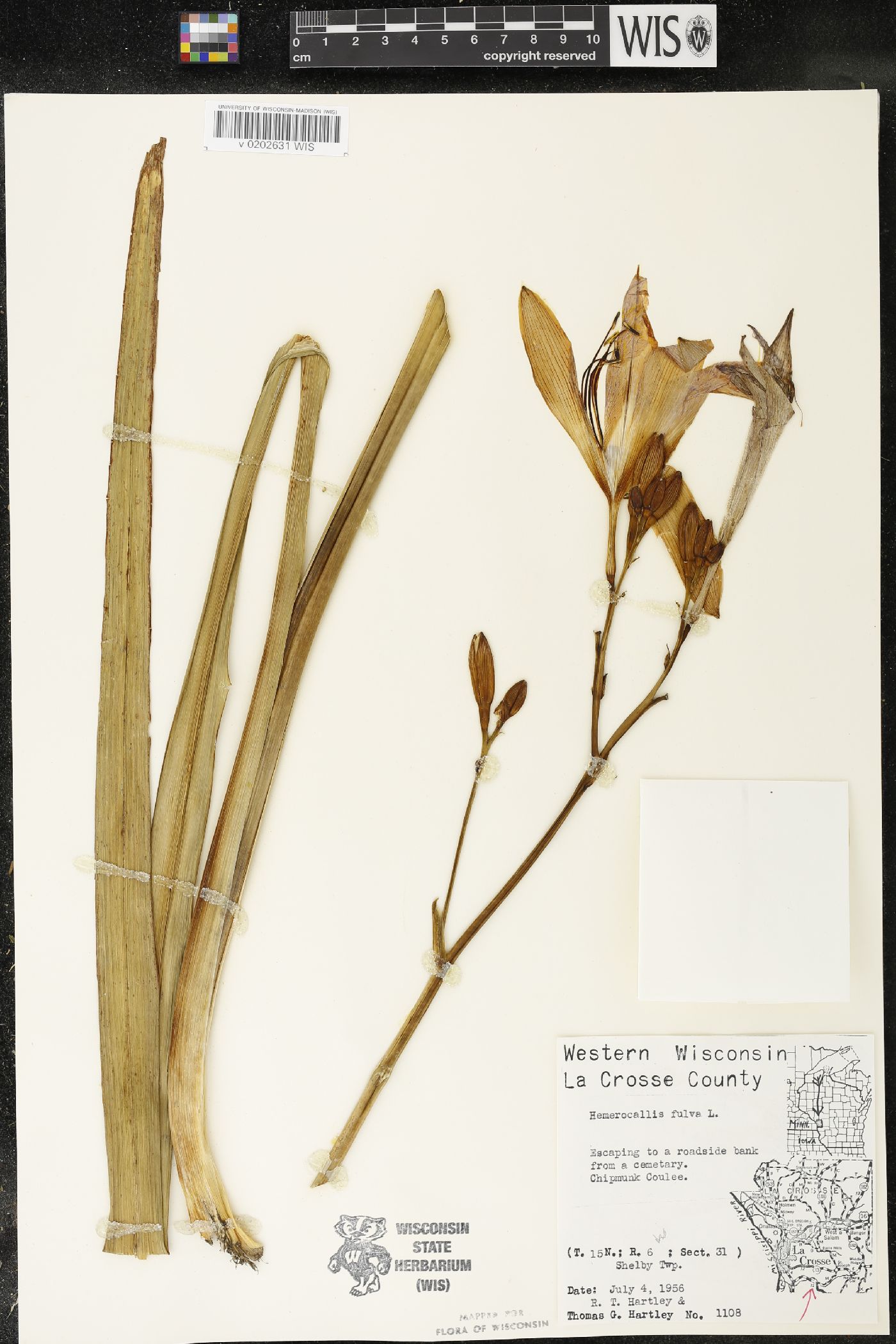 Hemerocallis fulva image