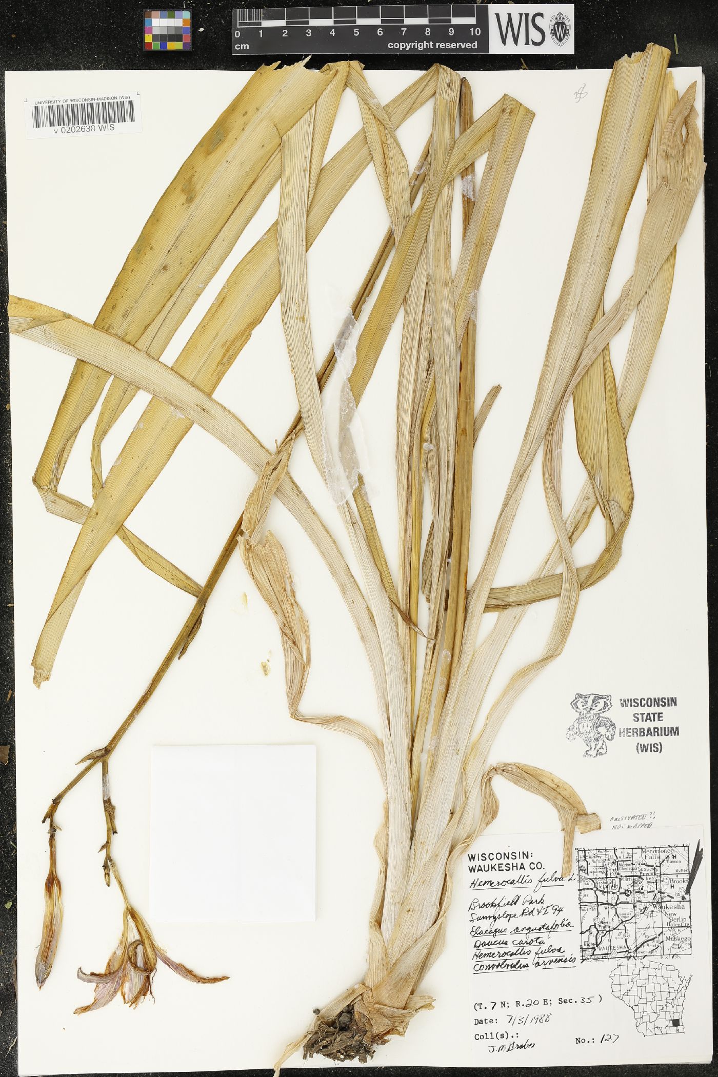 Hemerocallis fulva image