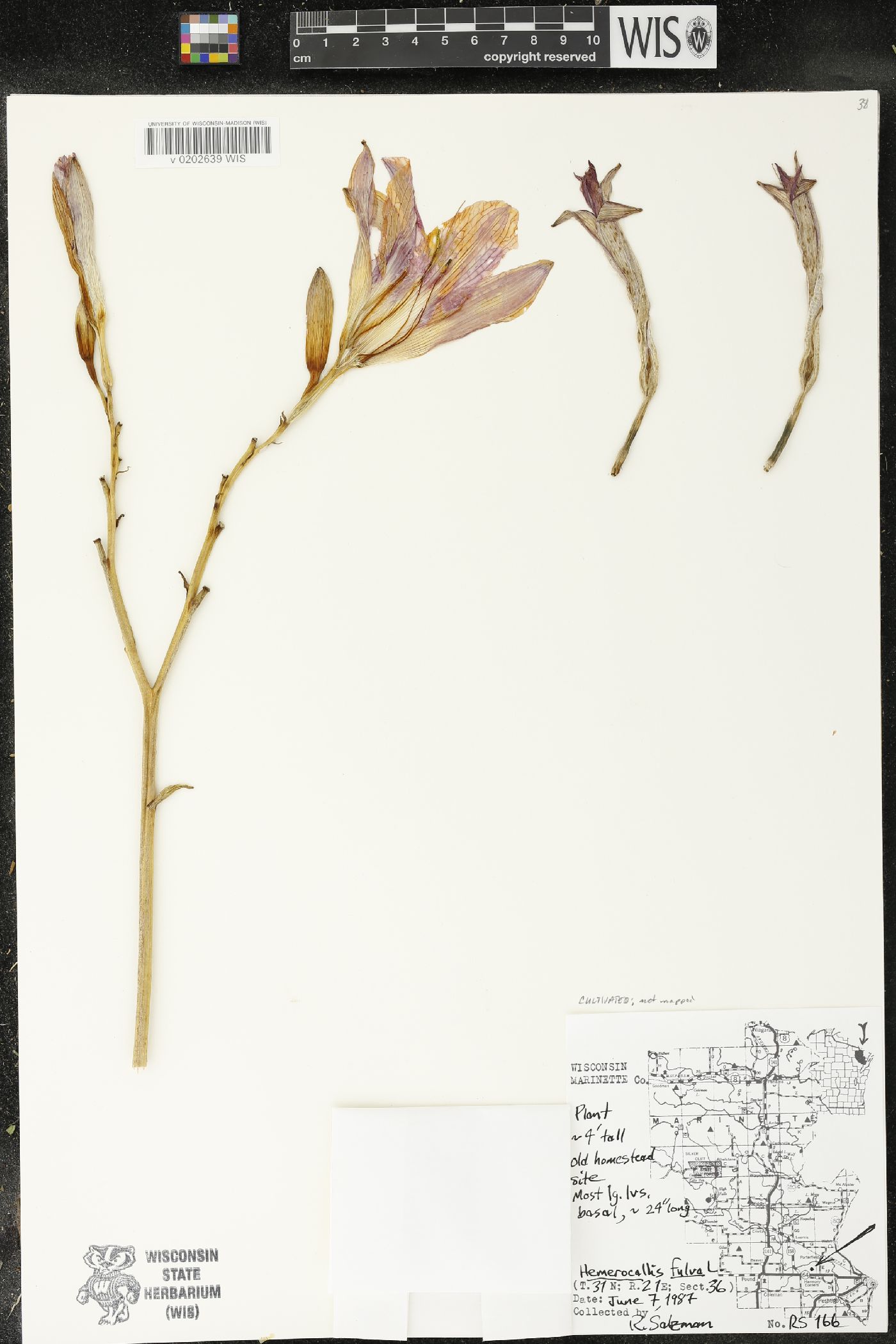 Hemerocallis fulva image
