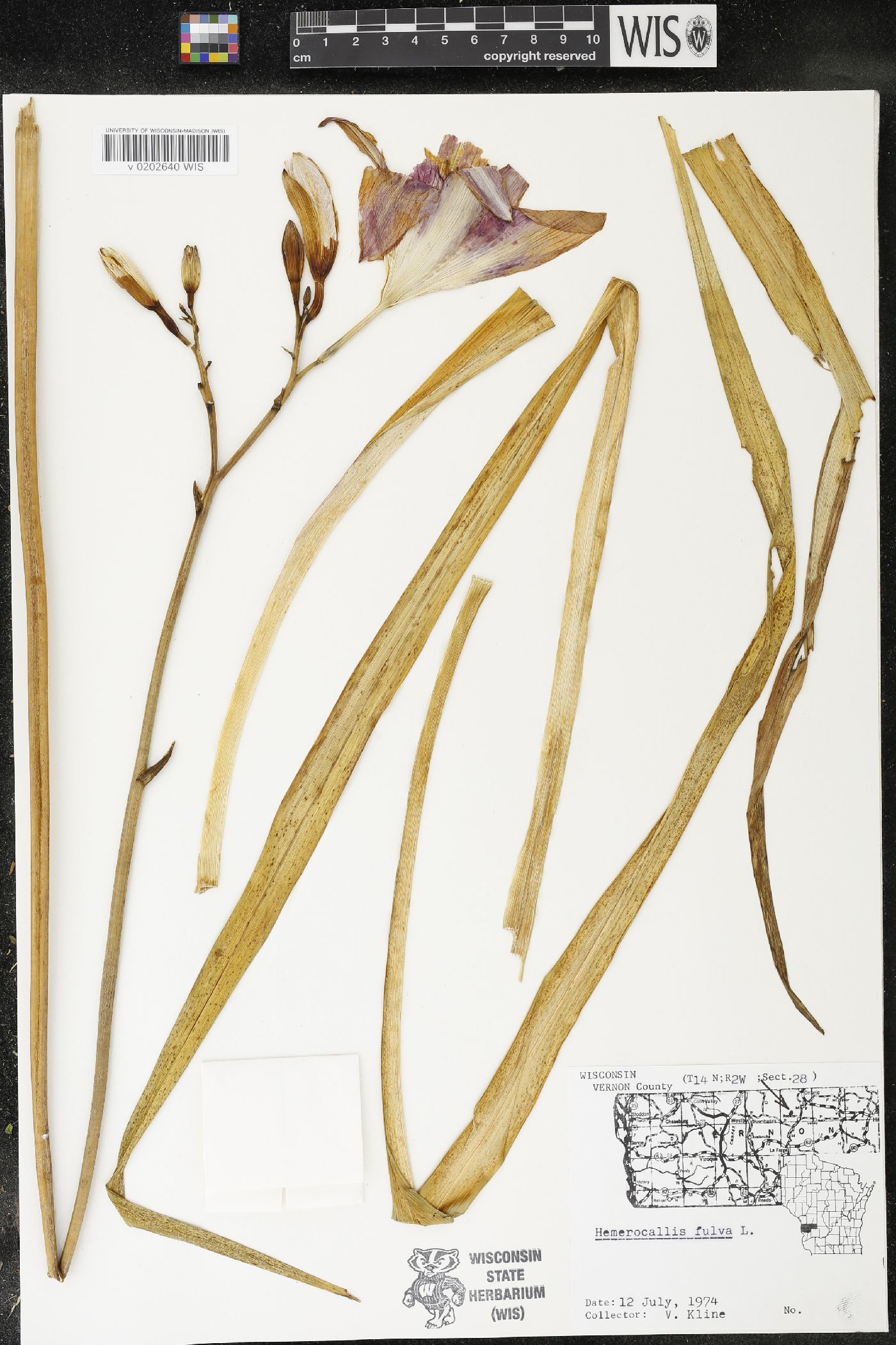 Hemerocallis fulva image
